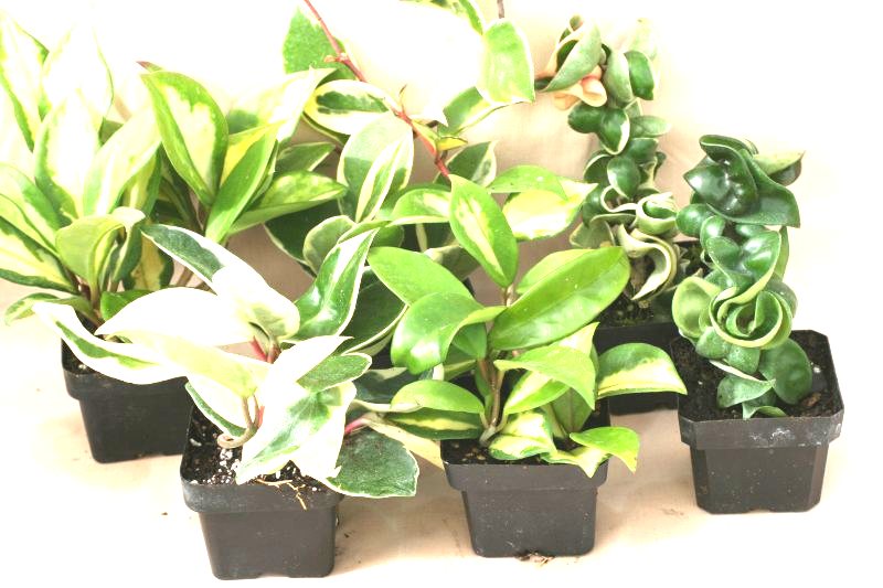 3" Hoya Assorted